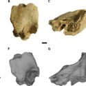 Fossilerne af neandertaleren med Downs syndrom