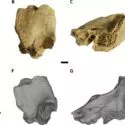 Fossilerne af neandertaleren med Downs syndrom