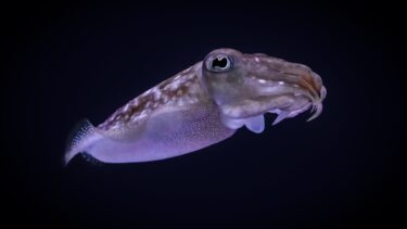 blæksprutte
