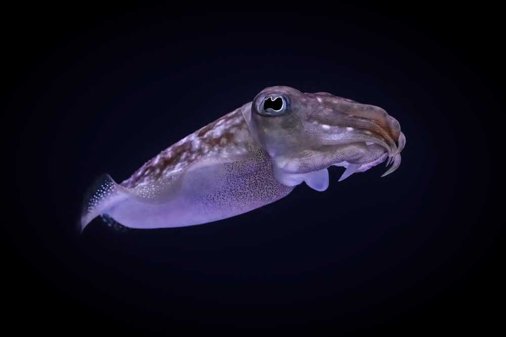 blæksprutte
