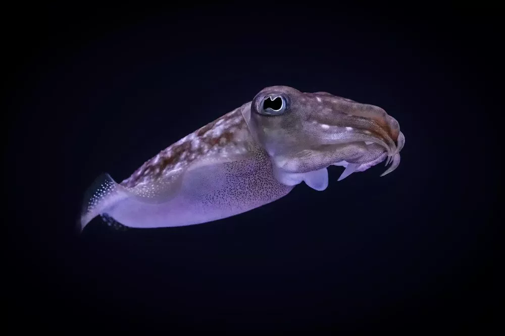 blæksprutte