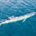Balaenoptera musculus brevicauda