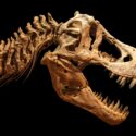 T-rex-kranie i profil mod sort baggrund