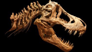 T-rex-kranie i profil mod sort baggrund