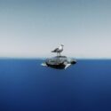Enric Adrian Gener A seagull rests on top of a sea turtle shortly before they both continue their own paths. Mediterranean Sea