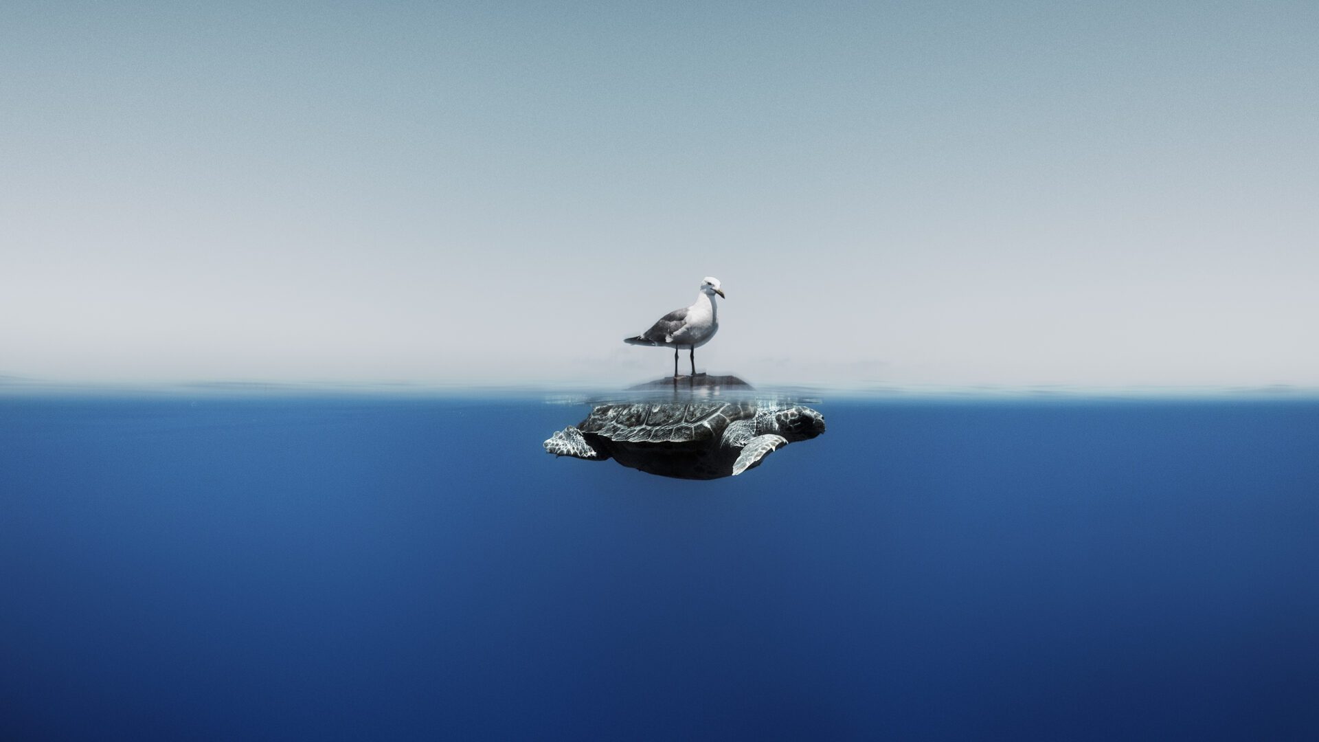 Enric Adrian Gener A seagull rests on top of a sea turtle shortly before they both continue their own paths. Mediterranean Sea