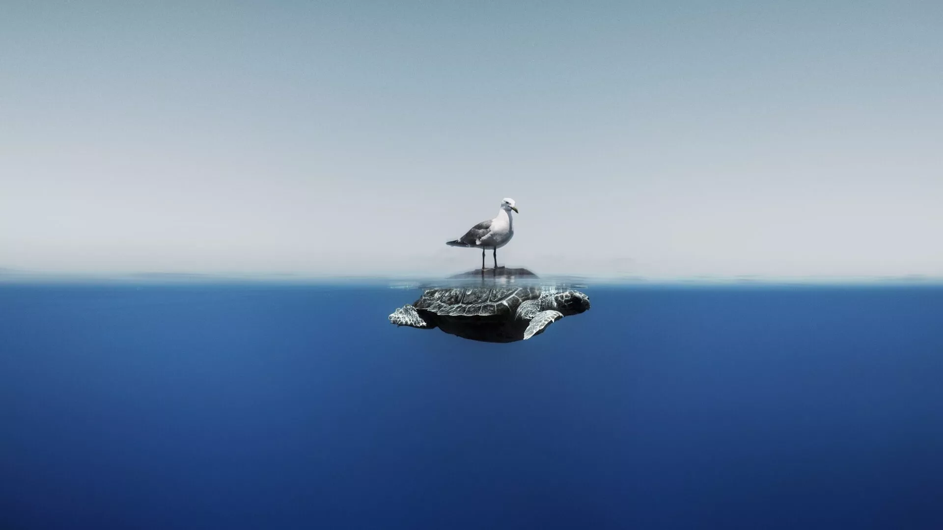 Enric Adrian Gener A seagull rests on top of a sea turtle shortly before they both continue their own paths. Mediterranean Sea