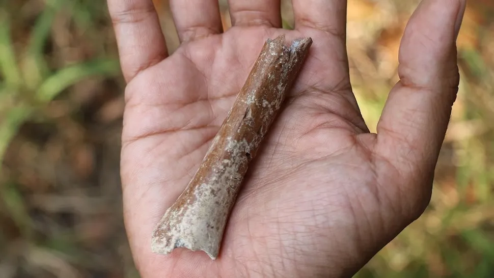 Et fragment af en overarmsknogle fundet på Indonesien