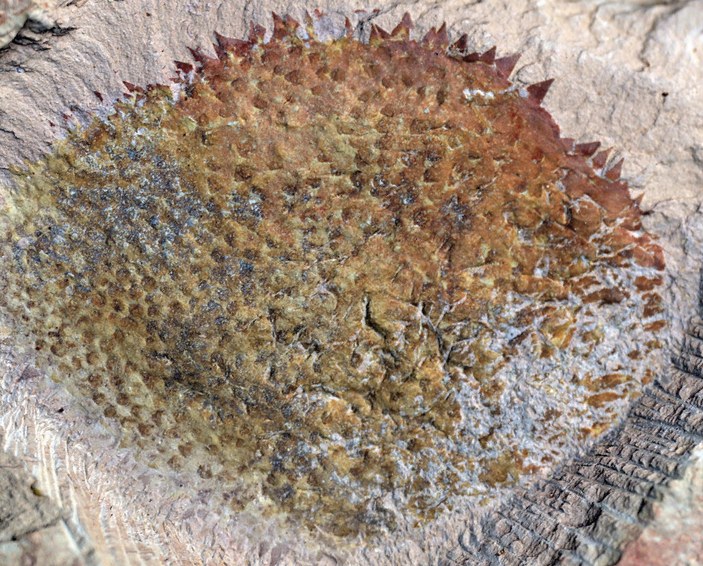 Shishania aculeata fossil