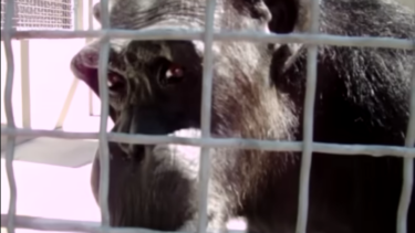 Johnny, talende chimpanse kigger ud mellem tremmer