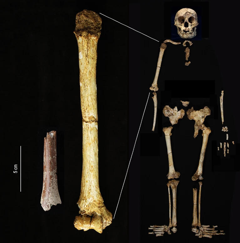 Skanningsbilleder af homo floresiensis