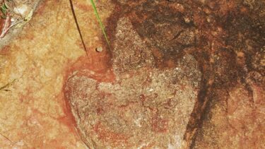 Tretået dinosaur-fodspor fossil fra flodleje i Brasilien