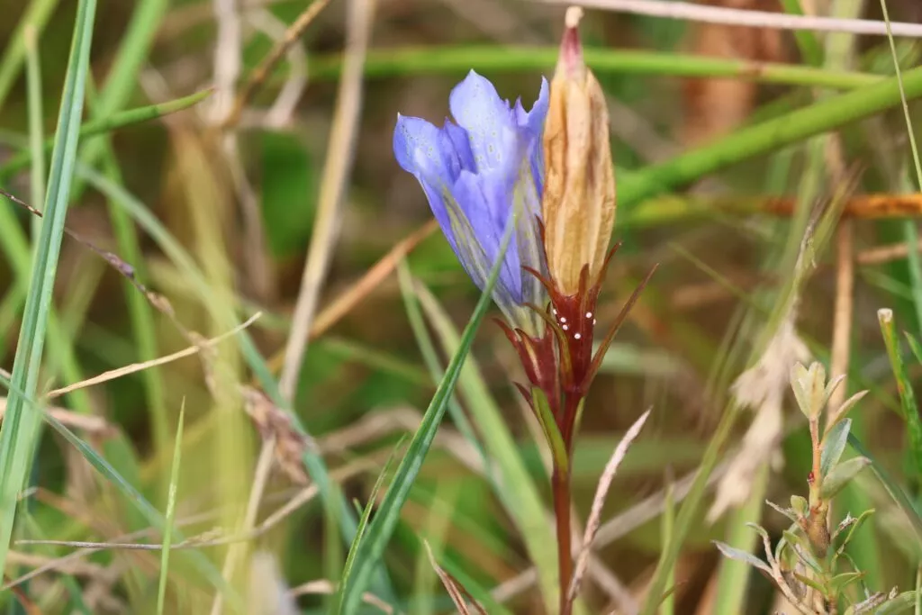 Blomst med æg