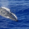 En brydeshval ud for de nordvestlige Hawaii-øer