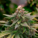 En cannabisplante ses tæt på