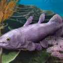 Illustration af en Ngamugawi wirngarri coelacanth i dens naturlige habitat