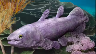 Illustration af en Ngamugawi wirngarri coelacanth i dens naturlige habitat