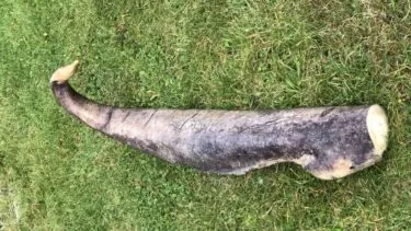 penis fra pukkelhval