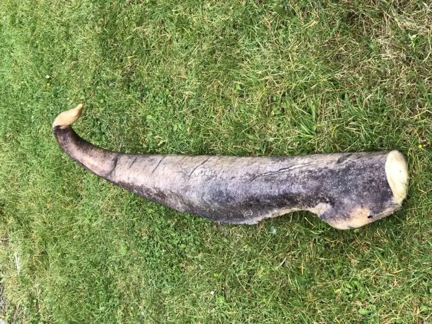 penis fra pukkelhval