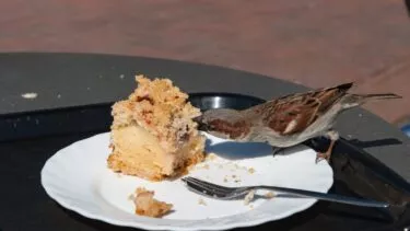 Fugl spiser kage