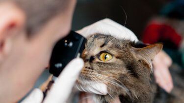 Kattens aflange pupil kan være en fordel at lade sig inspirerer af