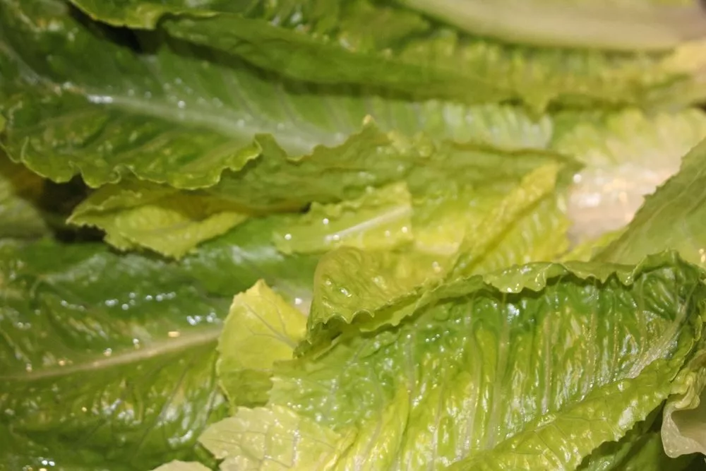 Vasket salat set tæt på.
