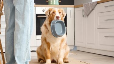 Hund