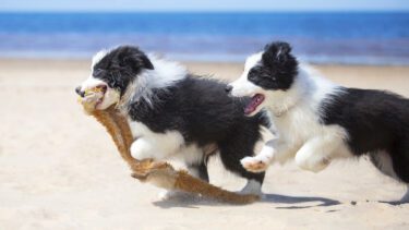 to hunde på en strand