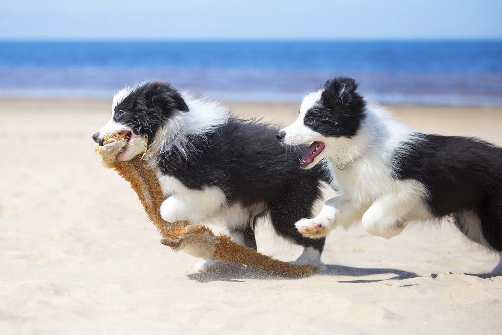 to hunde på en strand