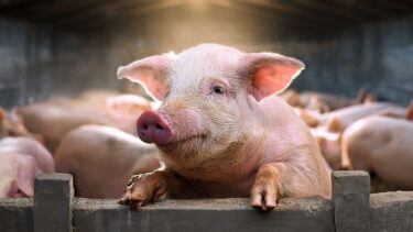 Gris stikker hovedet op fra en flok af grise