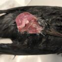 Solsort med usutu