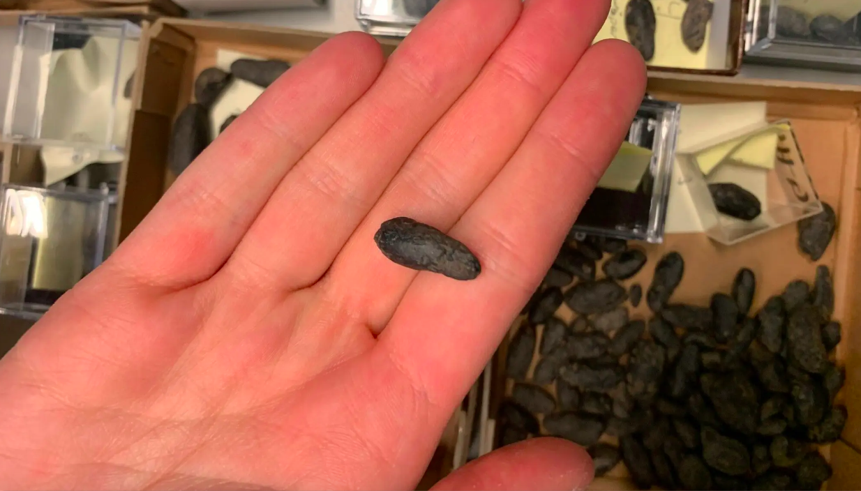 Fossil lort (koprolitter) fra ældgamle dyr på Svalbard, Norge