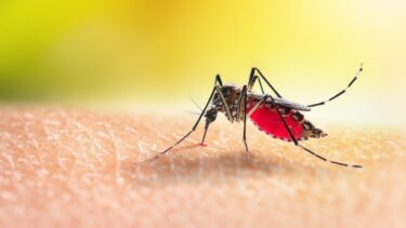 En myg med malaria kan have dødbringende konsekvenser.