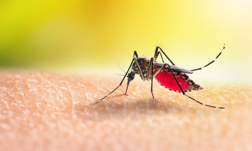 En myg med malaria kan have dødbringende konsekvenser.