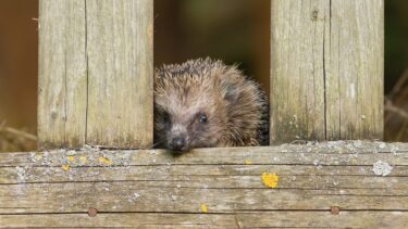 Der er mange faktorer, der gør, at pindsvinebestanden er faldende, fortæller dansk pindsvineforsker. (Foto: Shutterstock)