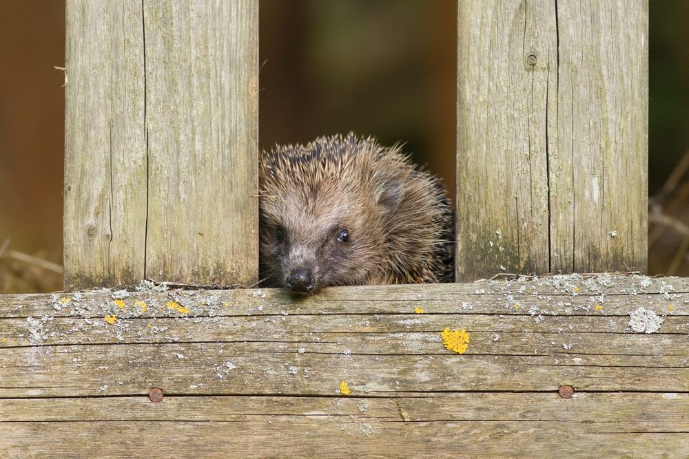 Der er mange faktorer, der gør, at pindsvinebestanden er faldende, fortæller dansk pindsvineforsker. (Foto: Shutterstock)