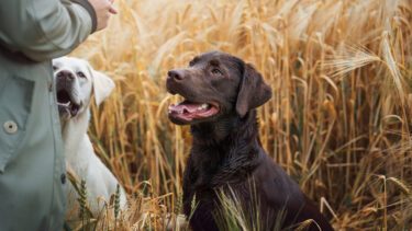 Hunde