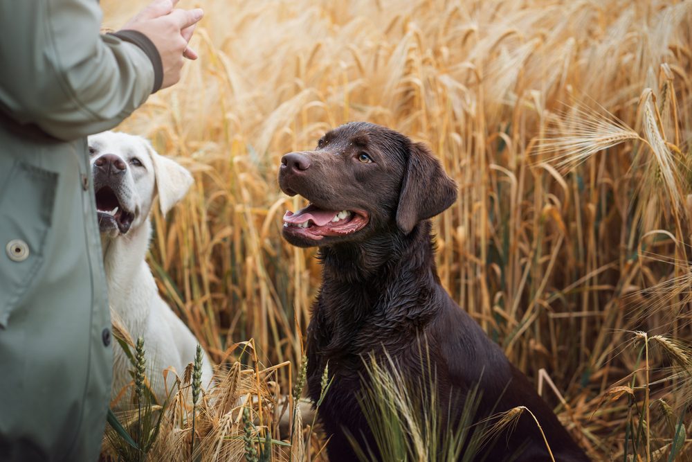 Hunde