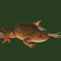 Sporefrø af arten Xenopus Laevis