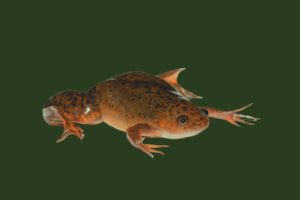 Sporefrø af arten Xenopus Laevis