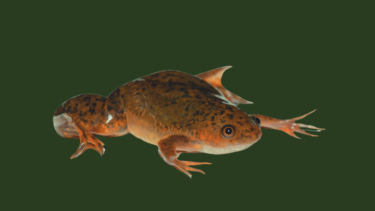 Sporefrø af arten Xenopus Laevis
