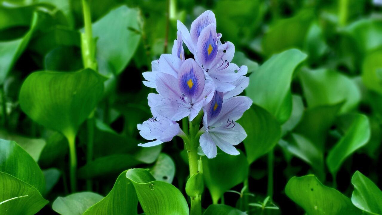 Den almindelige vandhyacinth (Eichhornia crassipes)