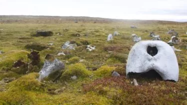 Hvalroskranie