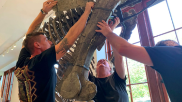 Dinosaurknogler bliver samlet ved Naturhistorisk Museum i Oslo