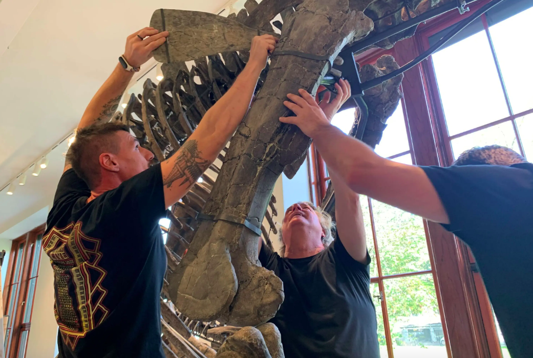 Dinosaurknogler bliver samlet ved Naturhistorisk Museum i Oslo