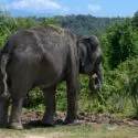 En elefant, der holder en vandslange