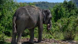 En elefant, der holder en vandslange