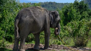 En elefant, der holder en vandslange