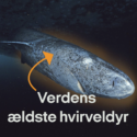 Grønlandshaj svømmer gennem isen