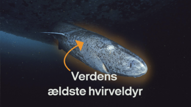 Grønlandshaj svømmer gennem isen